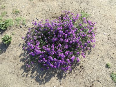 Verbena tenera, photographed by redrovertracy