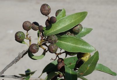 Elaeodendron transvaalense, photographed by Robert Taylor