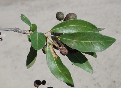 Elaeodendron transvaalense, photographed by Robert Taylor