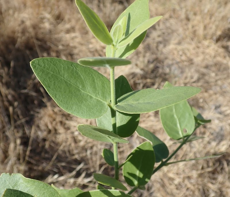 Salvadora persica, photographed by Robert Taylor