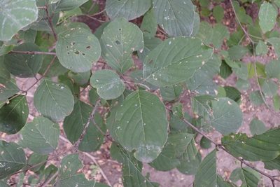 Berchemia discolor