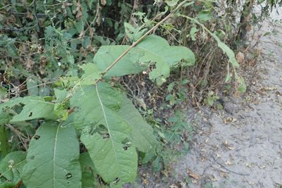 Combretum mossambicense, photographed by Robert Taylor