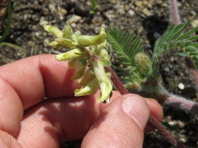 Astragalus tennesseensis, photographed by Paul Roots