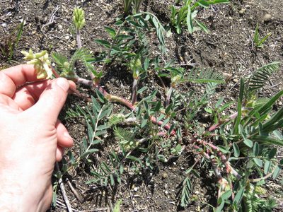 Astragalus tennesseensis, photographed by Paul Roots