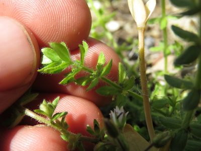 Cruciata pedemontana, photographed by Paul Roots