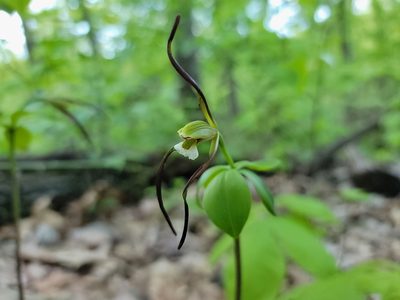 Isotria verticillata, photographed by Elias
