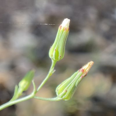 Malacothrix stebbinsii, photographed by Sue Carnahan