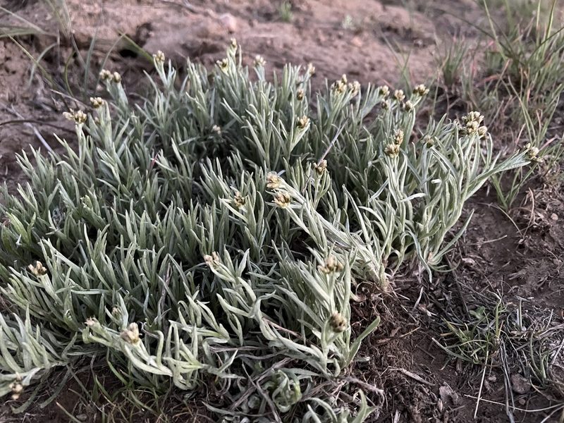 Antennaria stenophylla, photographed by Mark Pollock