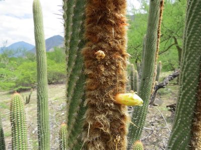 Espostoa mirabilis, photographed by Manuel Roncal
