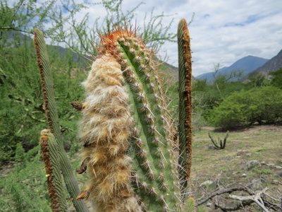 Espostoa mirabilis, photographed by Manuel Roncal
