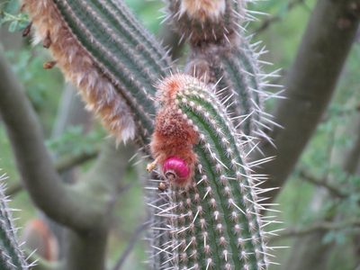 Espostoa mirabilis, photographed by Manuel Roncal