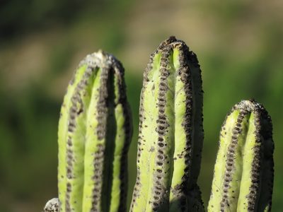 Browningia pilleifera, photographed by Manuel Roncal