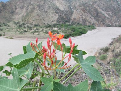 Jatropha humboldtiana, photographed by Manuel Roncal