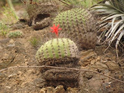 Matucana formosa, photographed by Manuel Roncal