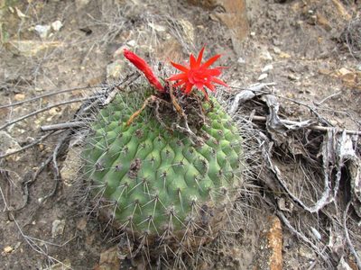 Matucana formosa, photographed by Manuel Roncal