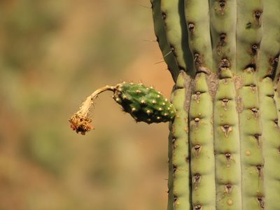 Armatocereus rauhii, photographed by Manuel Roncal