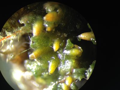 Notothylas orbicularis, photographed by Étienne Lacroix-Carignan