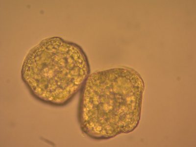 Notothylas orbicularis, photographed by Étienne Lacroix-Carignan