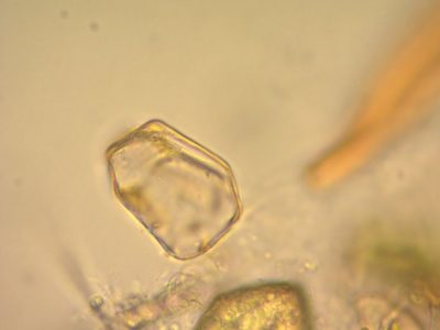 Notothylas orbicularis, photographed by Étienne Lacroix-Carignan