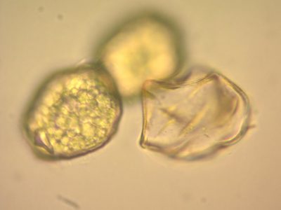 Notothylas orbicularis, photographed by Étienne Lacroix-Carignan