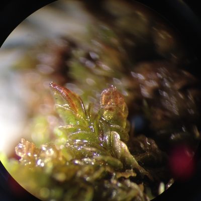 Solenostoma gracillimum, photographed by Étienne Lacroix-Carignan