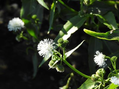 Gymnocoronis spilanthoides, photographed by Leonel Roget