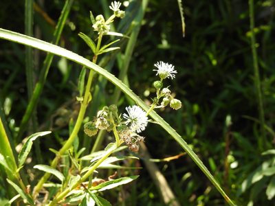 Gymnocoronis spilanthoides, photographed by Leonel Roget