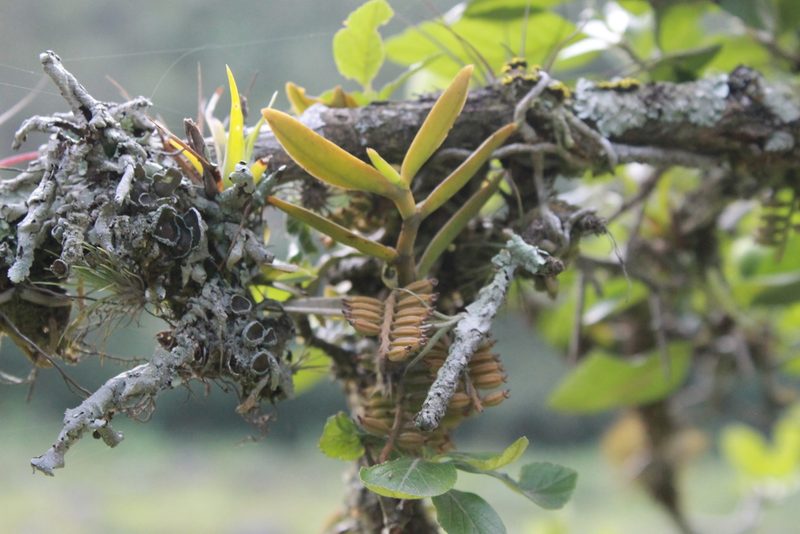 Campylocentrum micranthum, photographed by Victor De la Cruz