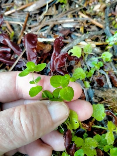 Mentha cunninghamii, photographed by John Barkla