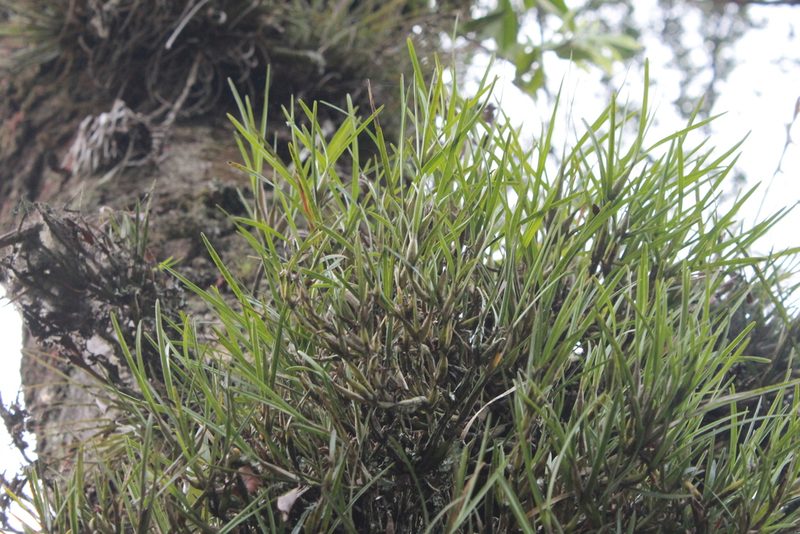 Scaphyglottis fasciculata, photographed by Victor De la Cruz