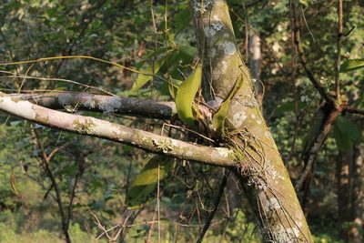 Leochilus carinatus, photographed by Victor De la Cruz