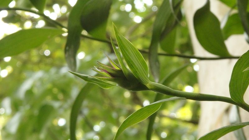 Elleanthus capitatus, photographed by Victor De la Cruz