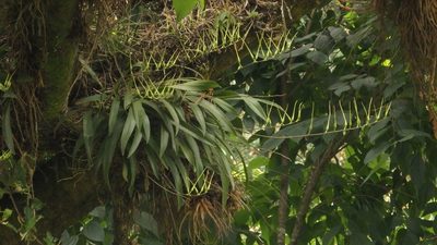 Brassia verrucosa, photographed by Victor De la Cruz