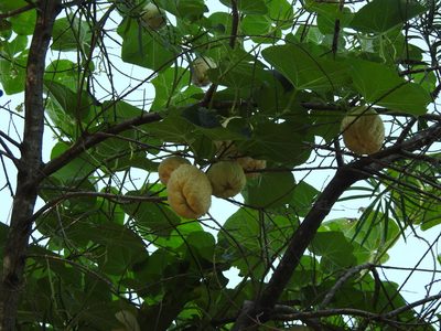 Sicyos edulis, photographed by Leonel Roget
