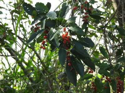 Citharexylum montevidense, photographed by Leonel Roget