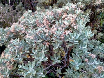 Olearia moschata, photographed by John Barkla