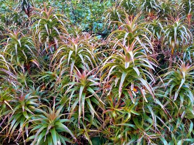 Dracophyllum menziesii, photographed by John Barkla