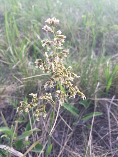 Anthoxanthum repens, photographed by Елена Патерикина