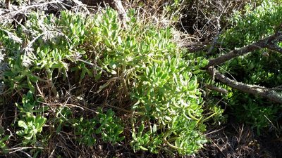 Sedum praealtum, photographed by Colin Meurk