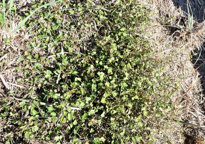 Convolvulus waitaha, photographed by Colin Meurk