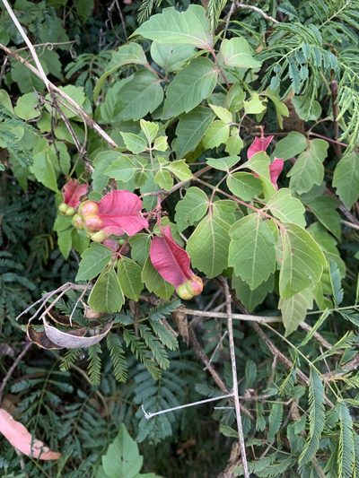 Serjania meridionalis, photographed by Leonel Roget