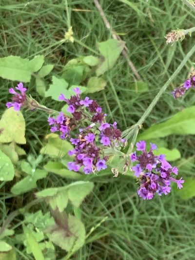 Verbena intermedia, photographed by Leonel Roget