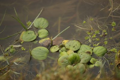 Hydrocharis laevigata, photographed by Ruth Gutiérrez Oliveros