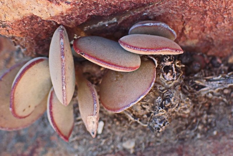 Adromischus maculatus, photographed by Di Turner