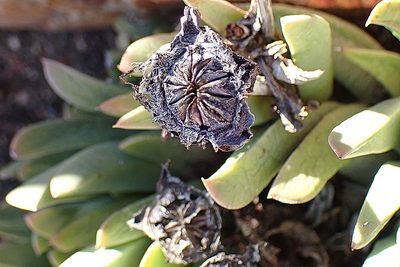 Machairophyllum albidum, photographed by Di Turner