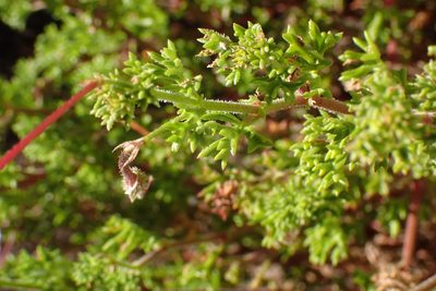 Pelargonium fruticosum, photographed by Di Turner