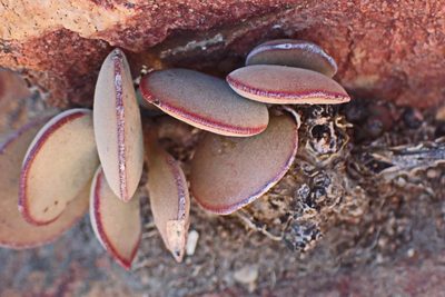 Adromischus maculatus, photographed by Di Turner