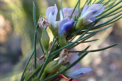 Psoralea sordida, photographed by Di Turner