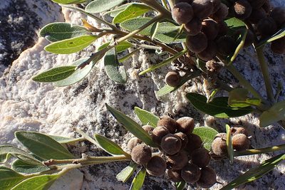 Euclea polyandra, photographed by Di Turner