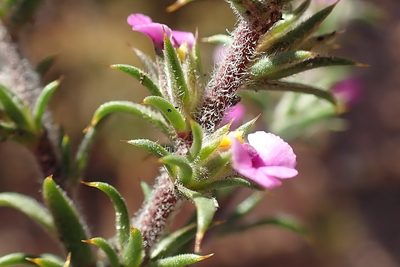 Muraltia squarrosa, photographed by Di Turner